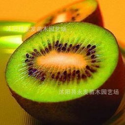 紅陽(yáng)獼猴桃苗批發(fā)與市場(chǎng)行情全解析